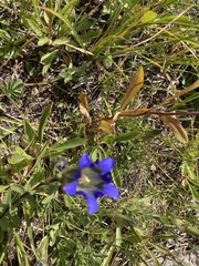 Gentiana affinis