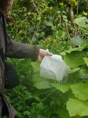 Brachyglottis repanda