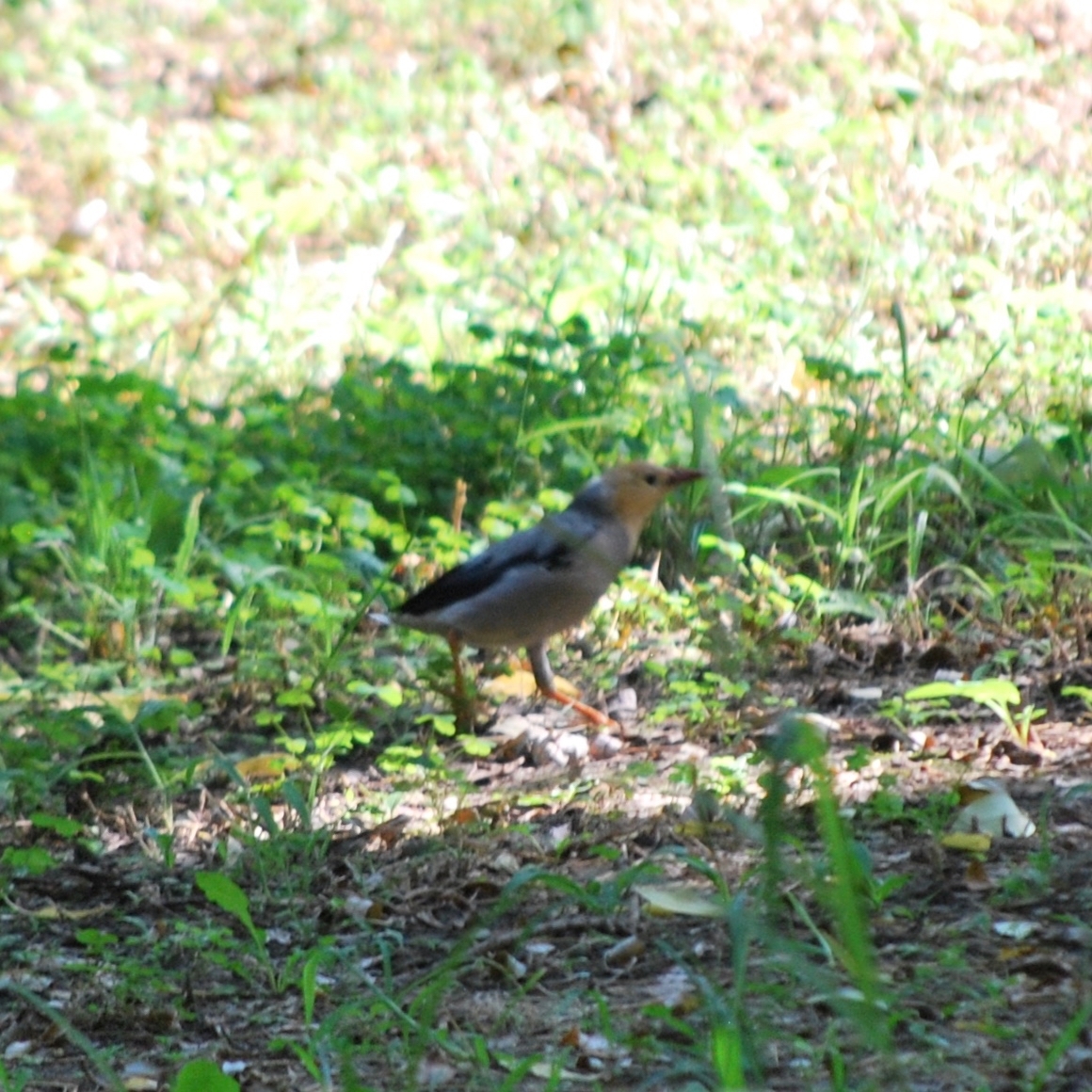 Red-billed Starling