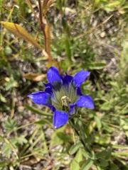 Gentiana affinis