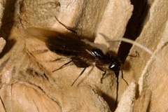 Camponotus ligniperda