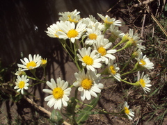 Senecio bonariensis