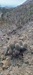 Mammillaria dioica dioica