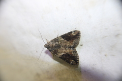 Catocala micronympha