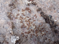 Temnothorax rugatulus