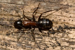 Camponotus ligniperda