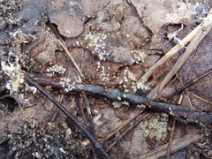 Temnothorax rugatulus