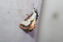 Eudryas unio