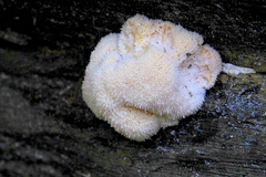 Hericium erinaceus