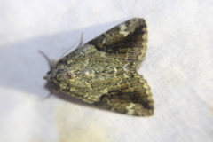 Catocala micronympha