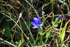 Gentiana bavarica bavarica