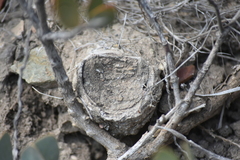 Bothriocyrtum californicum