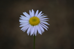 Leucanthemum vulgare