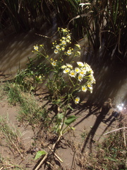 Senecio bonariensis
