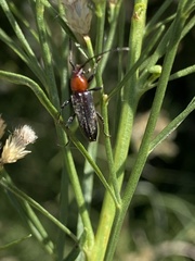 Stenosphenus dolosus