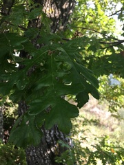 Quercus cerris