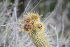 Bergerocactus emoryi