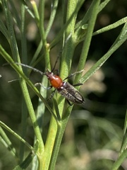 Stenosphenus dolosus