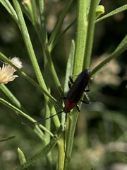 Stenosphenus dolosus