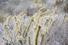 Bergerocactus emoryi