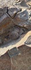Mammillaria dioica dioica
