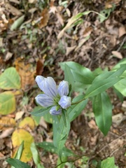 Gentiana villosa