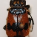 Nicrophorus olidus - Photo (c) Natural History Museum:  Coleoptera Section, alguns direitos reservados (CC BY-NC-SA)