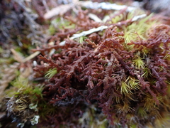 Frullania nisquallensis