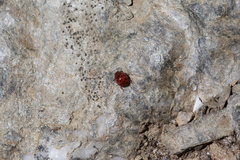 Subcoccinella vigintiquatuorpunctata