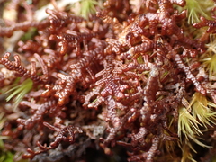 Frullania nisquallensis