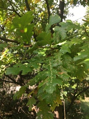 Quercus cerris