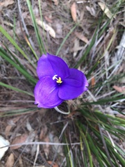 Patersonia occidentalis