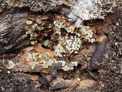 Temnothorax rugatulus