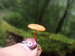 Pluteus horakianus
