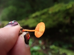 Pluteus horakianus