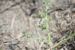 Brephidium exilis exilis