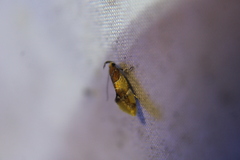 Epicallima argenticinctella