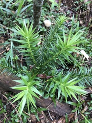 Araucaria angustifolia