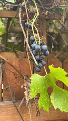Vitis vinifera