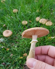 Armillaria cepistipes