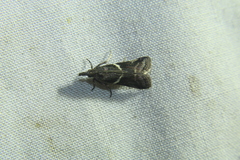 Pyraloidea