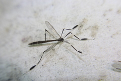 Bittacomorpha clavipes