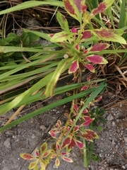 Coleus scutellarioides