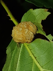 Neolasioptera farinosa