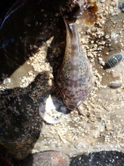 Diplocrepis puniceus