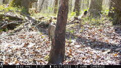 Colaptes auratus luteus