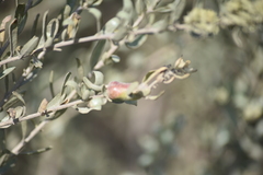 Asphondylia atriplicis