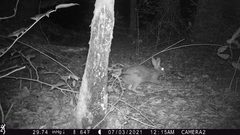 Sylvilagus aquaticus