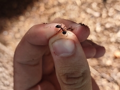Camponotus semitestaceus