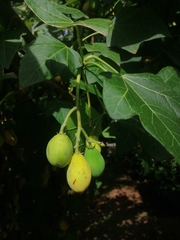Jatropha curcas
